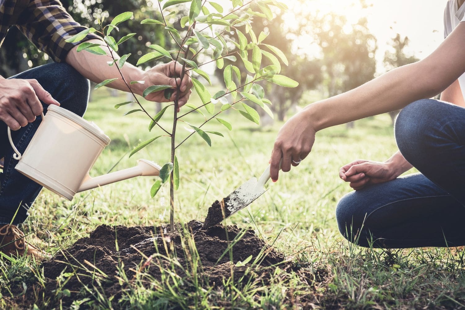 Young couple planting the tree 