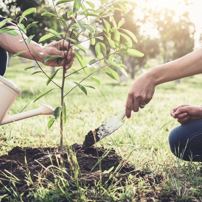Young couple planting the tree 