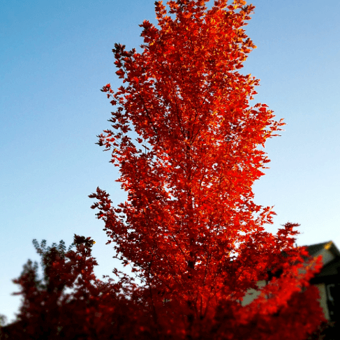 The Red Maple:  A Popular Tree to Plant with a Bio Urn & Grow a Living Memorial