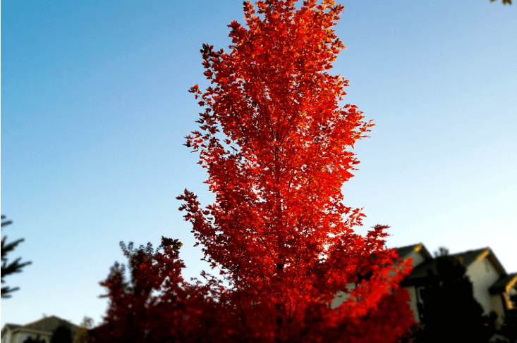The Red Maple:  A Popular Tree to Plant with a Bio Urn & Grow a Living Memorial