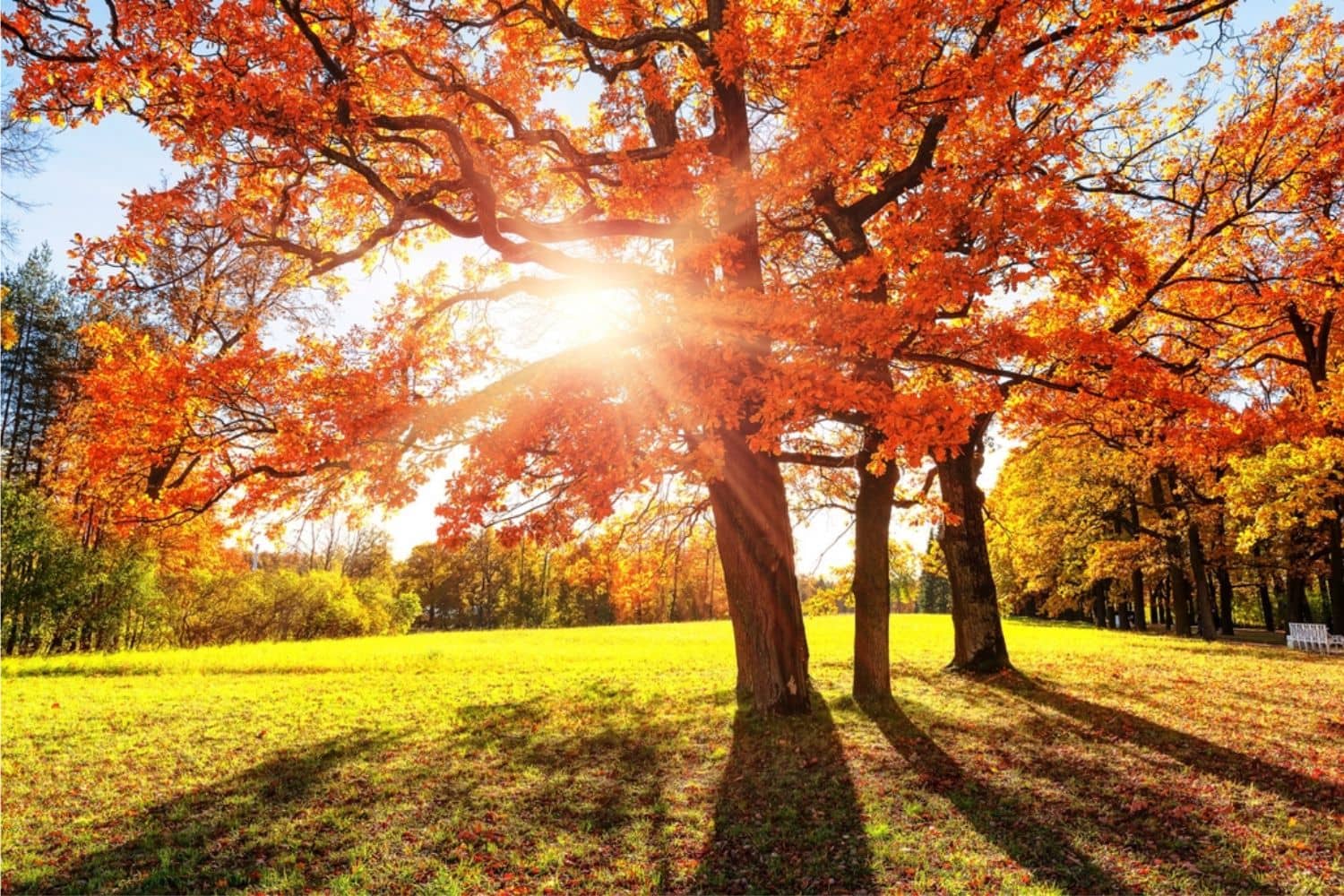 sun shining through red tree in autumn