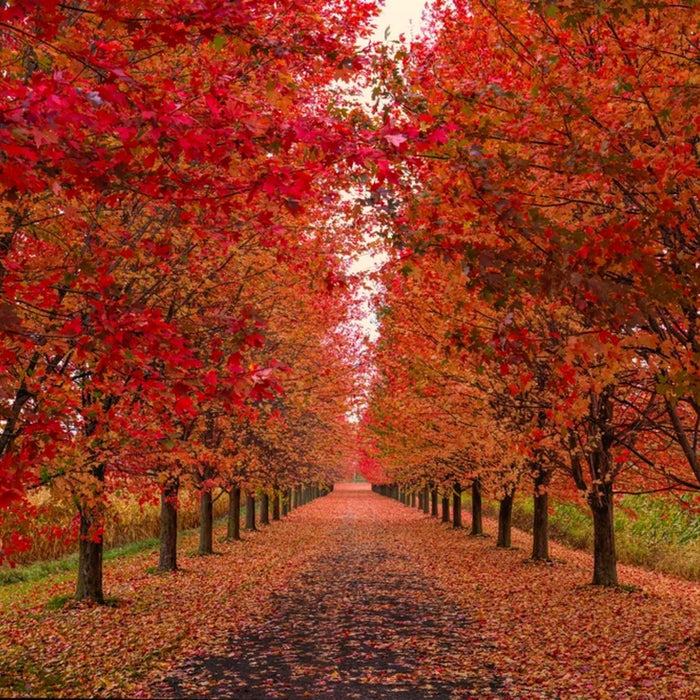 Red Maple trees