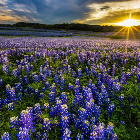 Bluebonnets