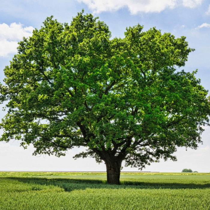 oak tree in a field