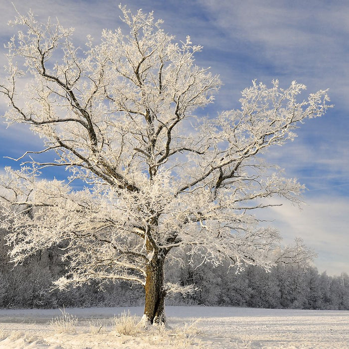 Snow Covered Tree in the Mountains