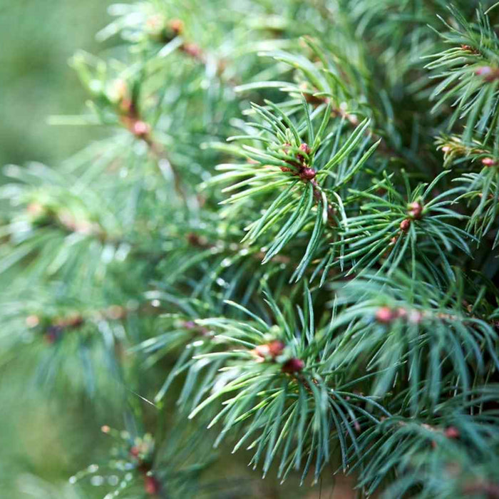  Black Hills Spruce tree