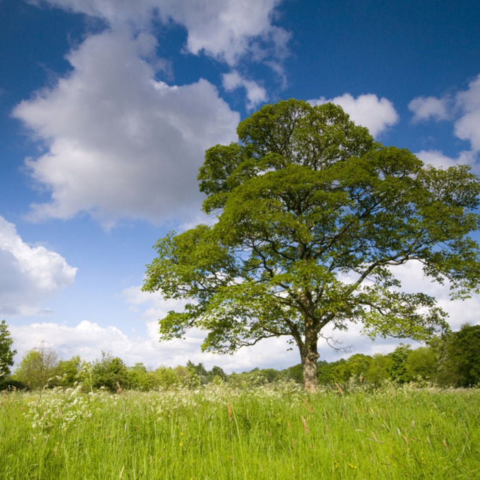 Sycamore Tree Spring Meadow