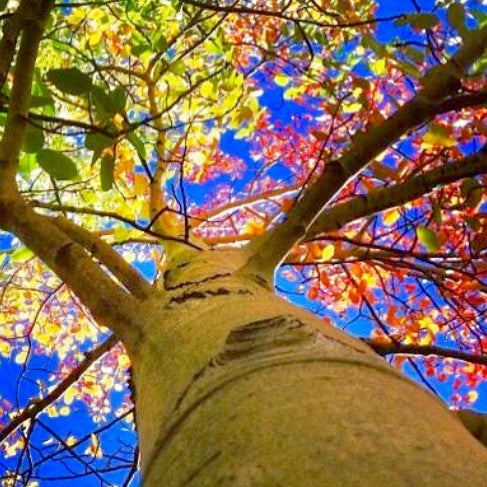 5 Brilliant & Colorful Trees Grown from Tree Burial Pods