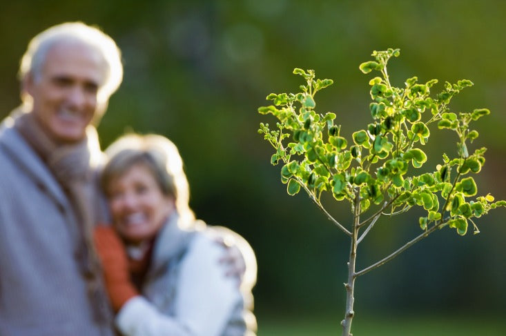 What Does a Tree Symbolize? — The Living Urn