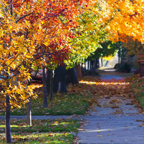 Orange and Green trees