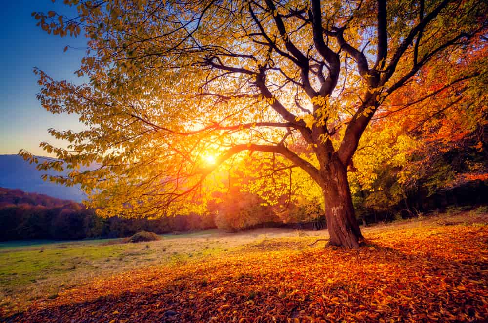 Sunset through the tree