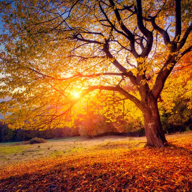 Sunset through the tree