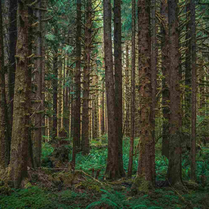 Western Hemlock trees