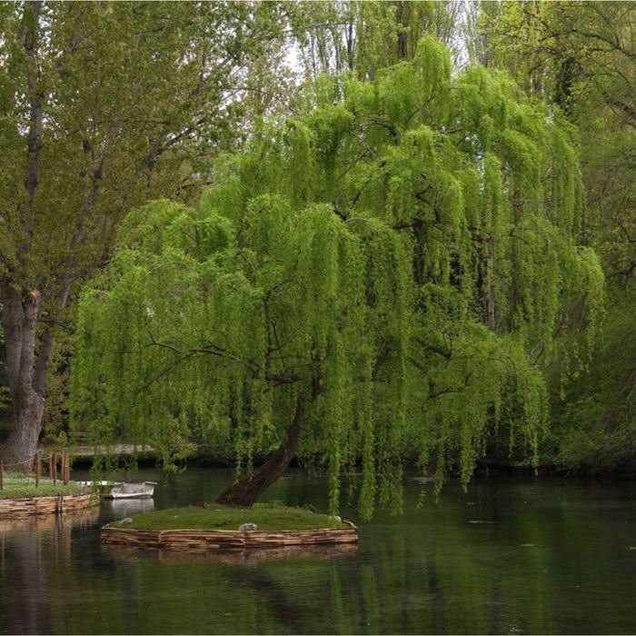 weeping willow on the shore of a lake