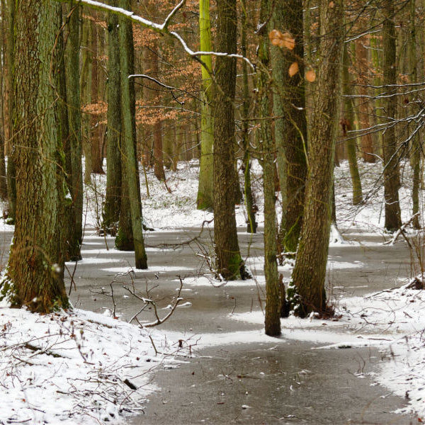 Holding a Green Funeral in the Winter