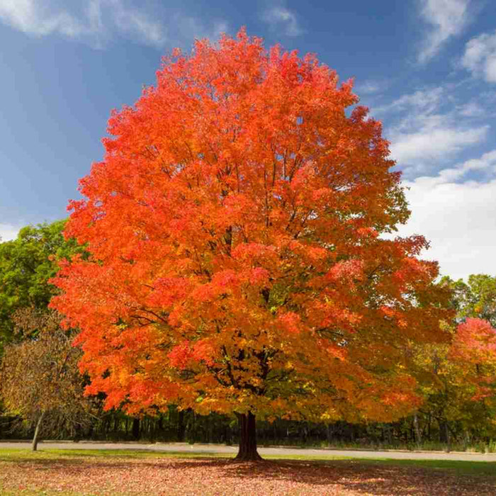 Sugar Maple tree