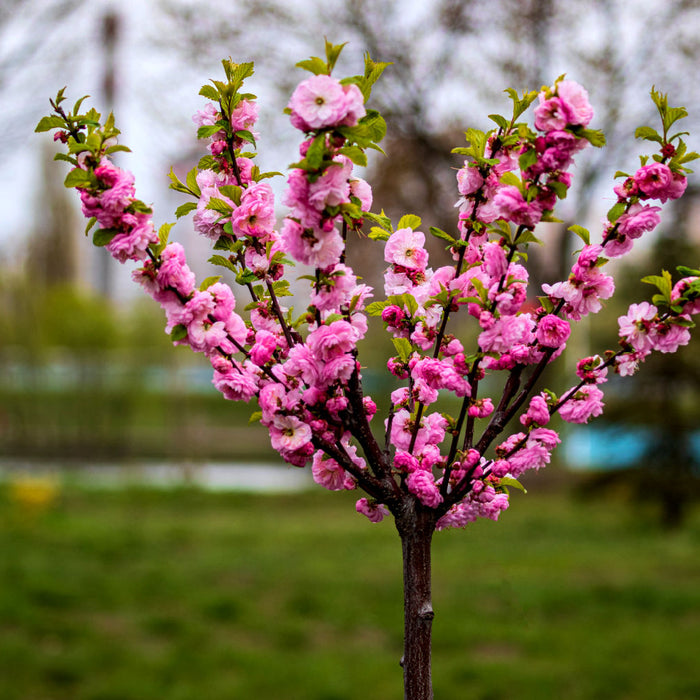 Where Can You Plant A Memorial Tree? Rules, Permissions, and Best Locations