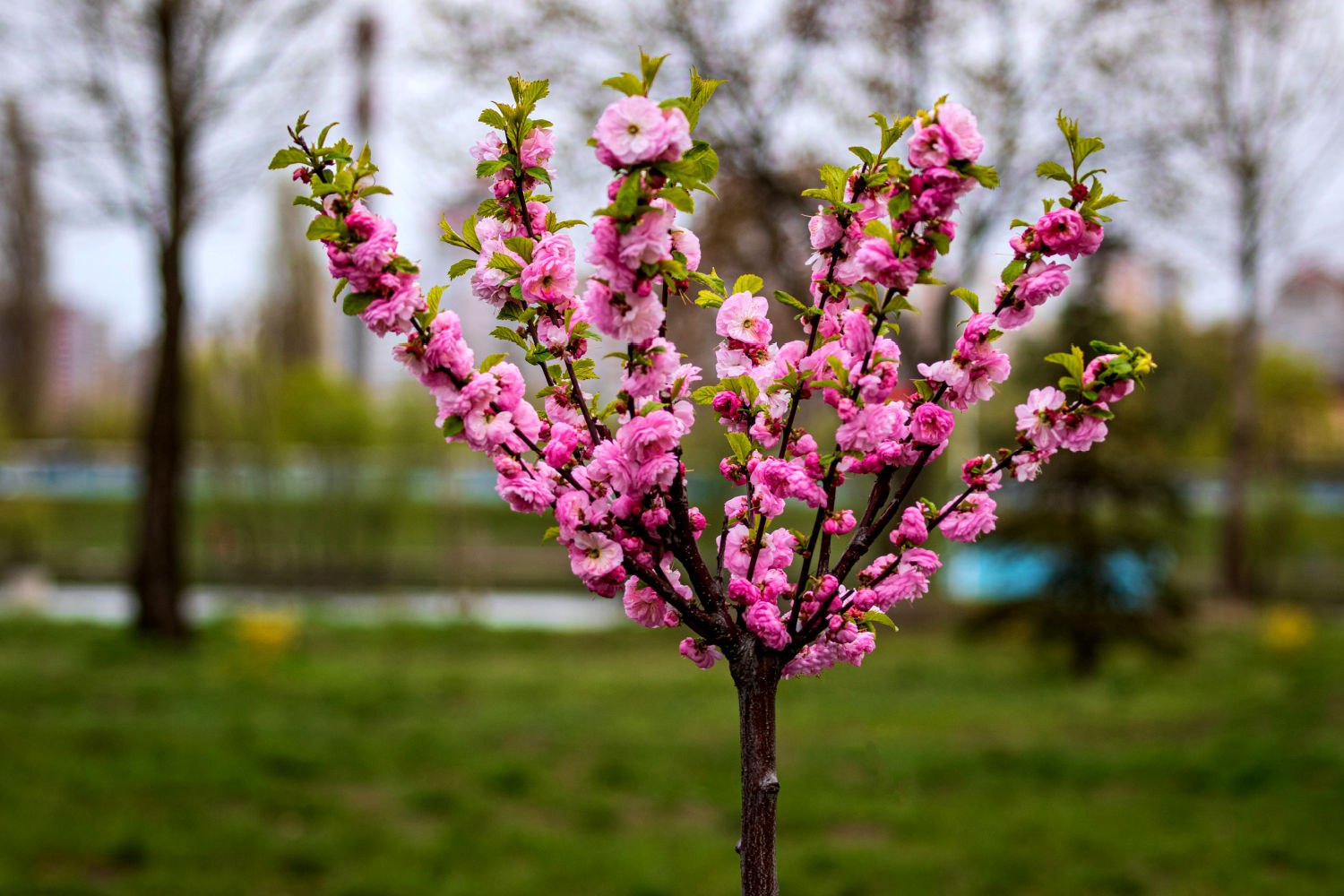 Memorial Trees Through The Seasons: What Families Can Expect Year After Year