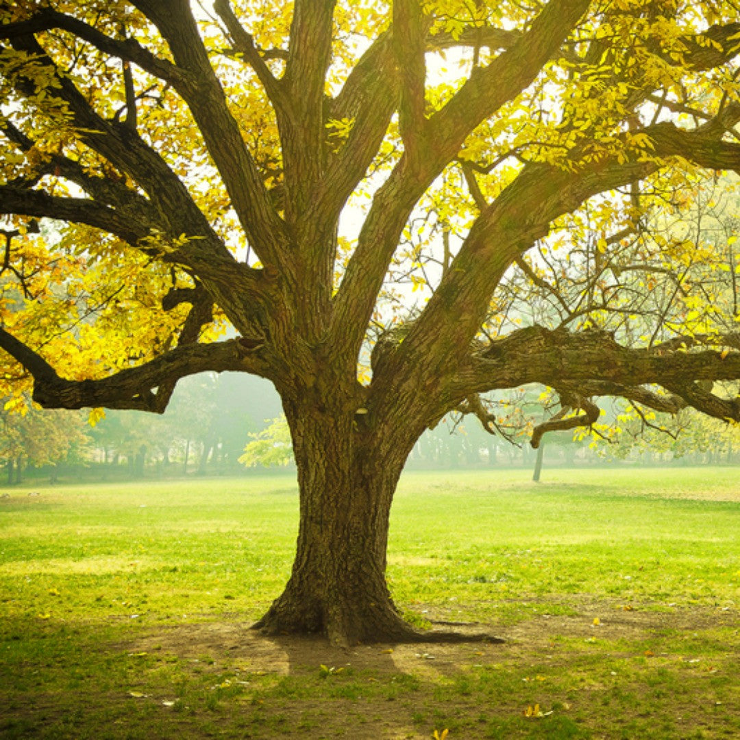 Interesting Facts About Arbor Day