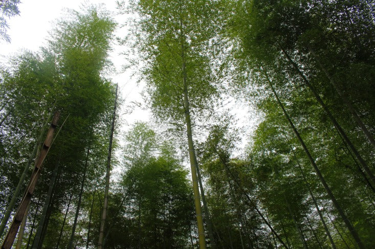 Trees Make a Difference — The Living Urn