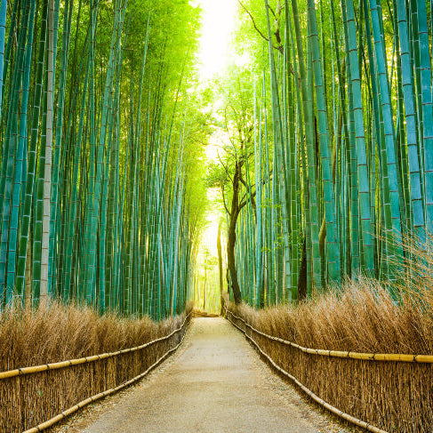 Interesting Facts about Bamboo and Bamboo Urns