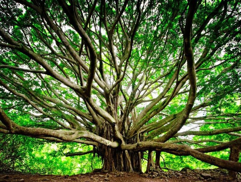 History of the Banyan Tree in Hawaii