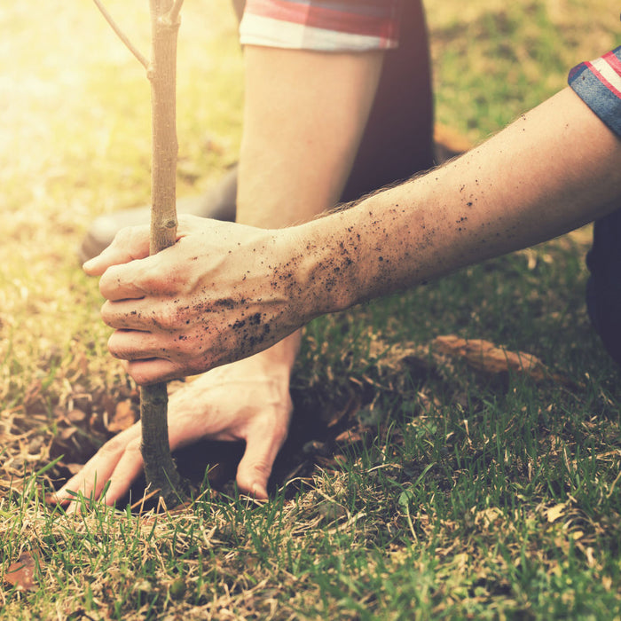 Planting Trees in Winter