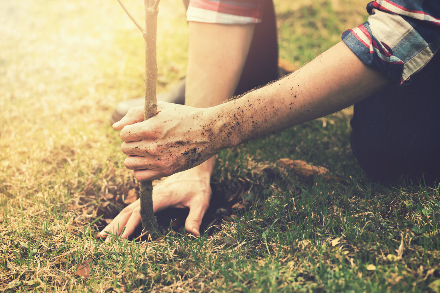 Memorial Tree Care After The First Year: How To Help Your Living Tribute Thrive