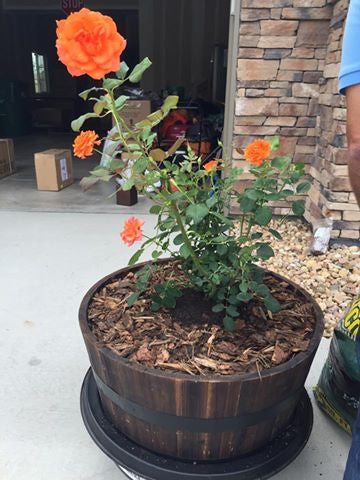 Roses: Truly Symbolic