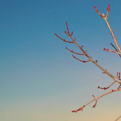 Living Urn’s Seasonal Trees Begin Shipping in March!