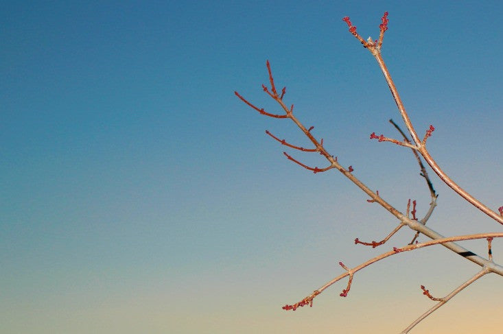 Living Urn’s Seasonal Trees Begin Shipping in March!