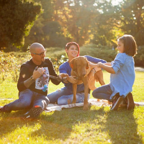 biodegradable pet urns