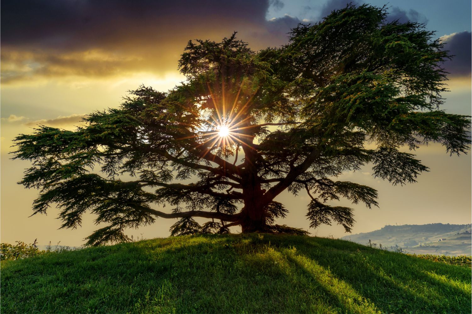 cedar tree with sun behind it