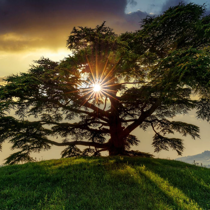 cedar tree with sun behind it