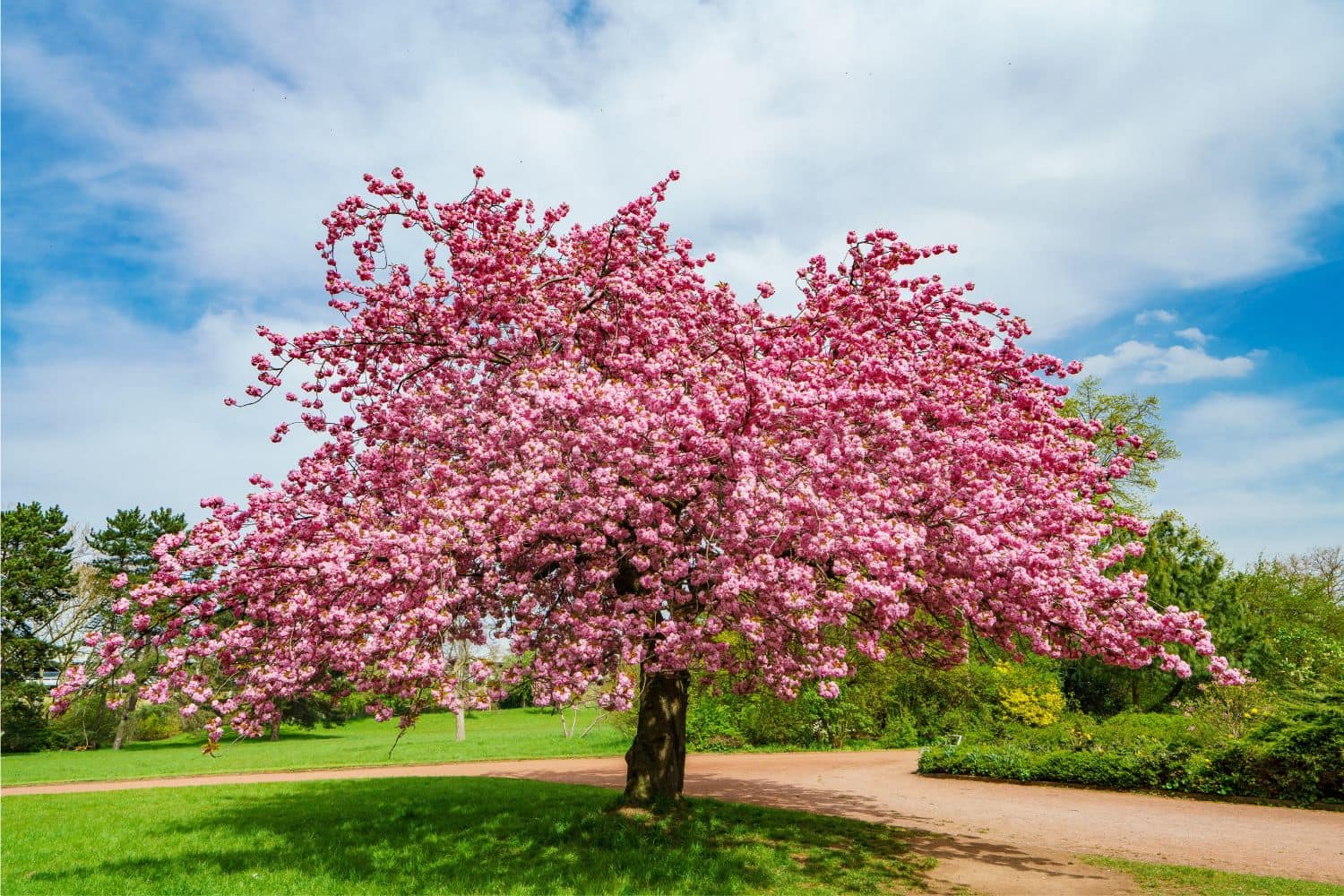 cherry tree urn