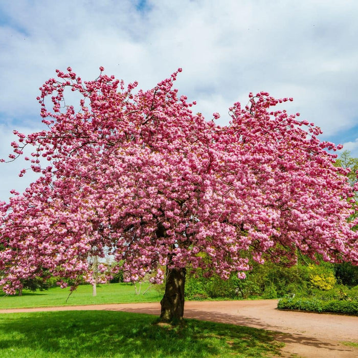 cherry tree urn