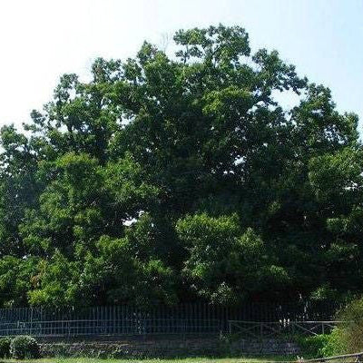 Chestnut Tree of One Hundred Horses - Sicily Trees