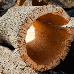 Cork Oaks: Bark From These Special Trees Created a $2B Global Cork Industry