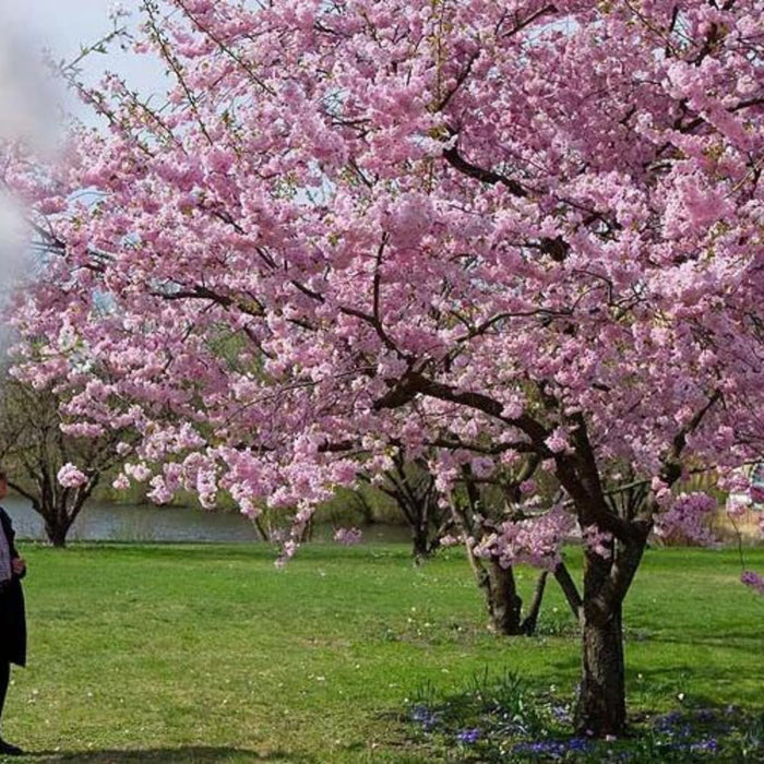 elderly couple looking at a cherry tree