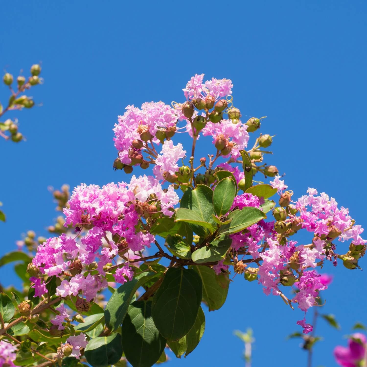 Crapemyrtle: The Lilac of the South!