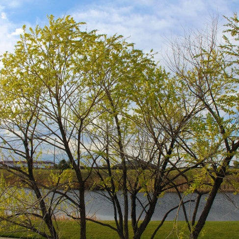 Cremation Urns for Ashes – Which One Is Right for Me?