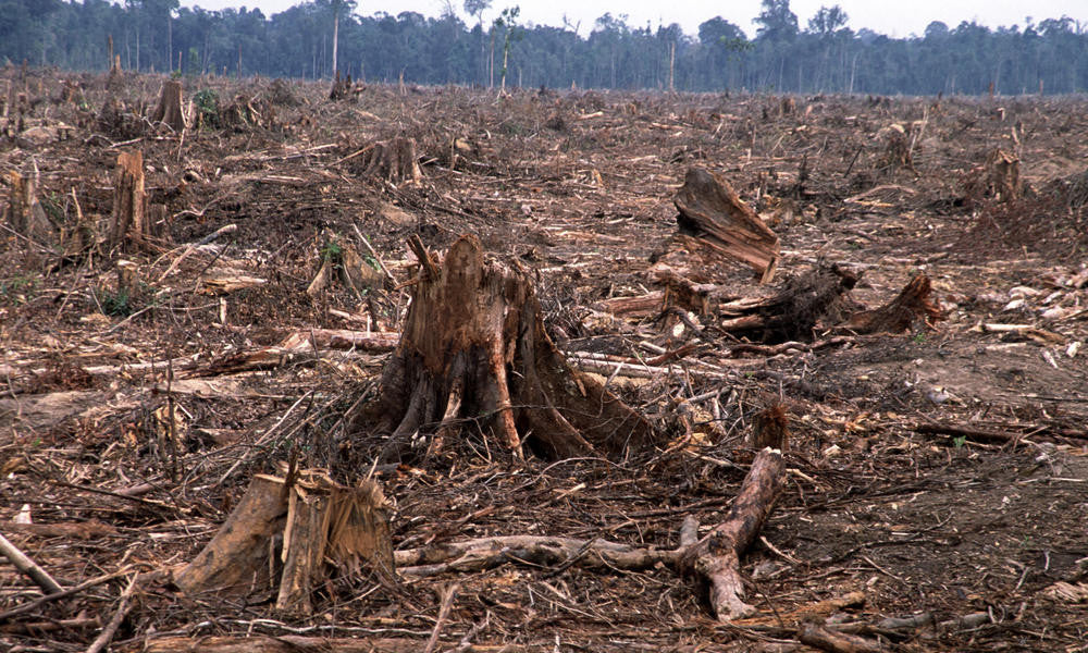 The Human Toll of Cutting Down Trees