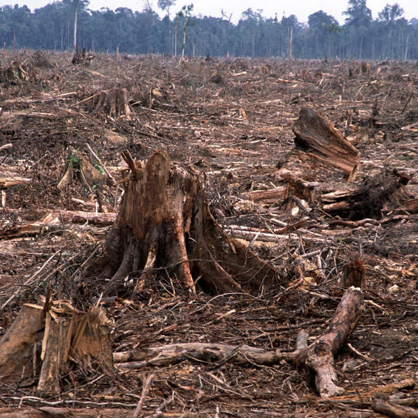 The Human Toll of Cutting Down Trees