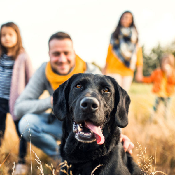 honor pets