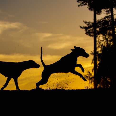 Memorials When Your Dog Crosses Over the Rainbow Bridge