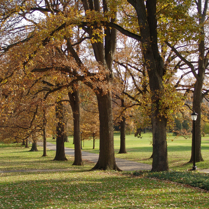 West Virginia's Witness Trees:  Living Witnesses to the Civil War