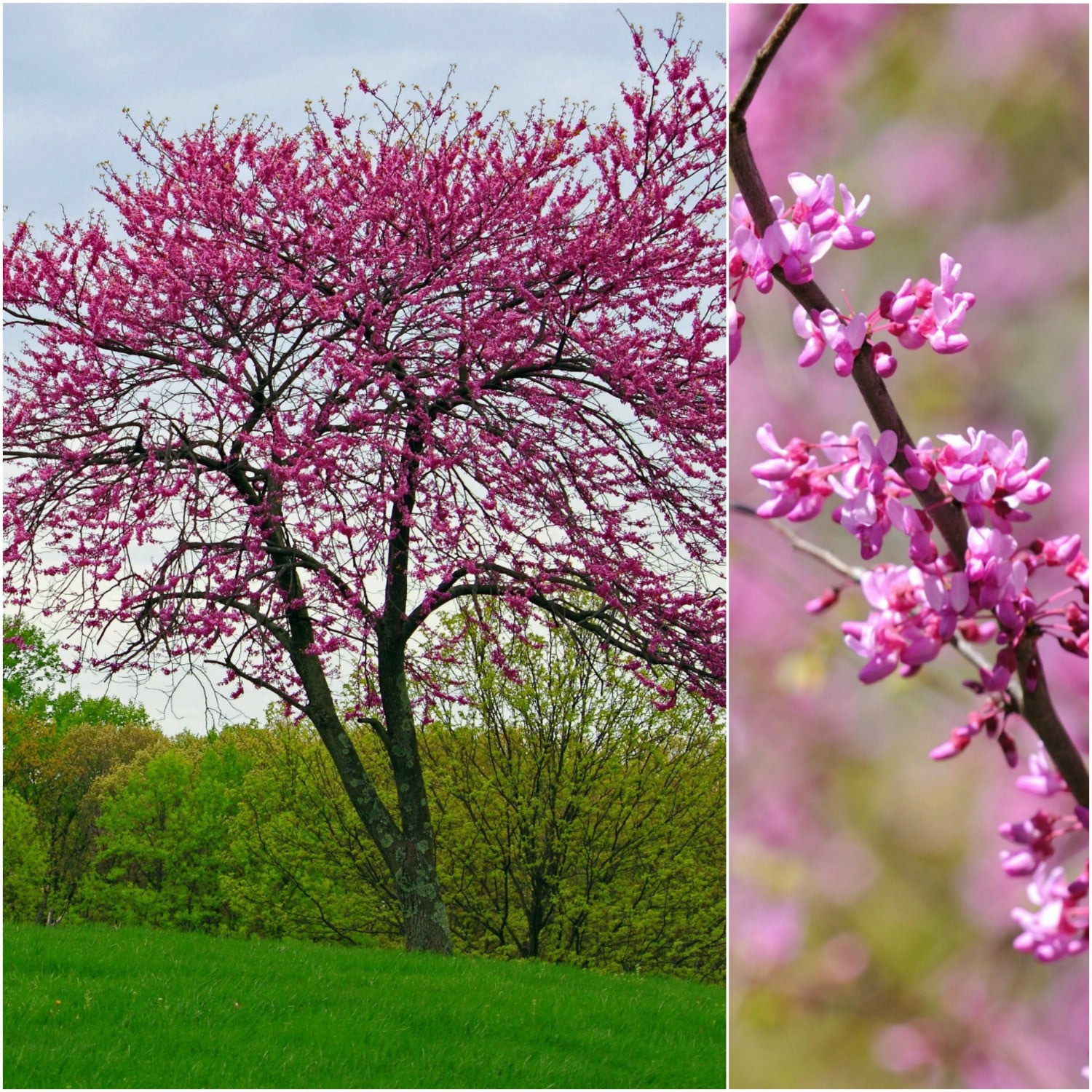 Eastern Redbud - One of Our Most Stunning Trees!