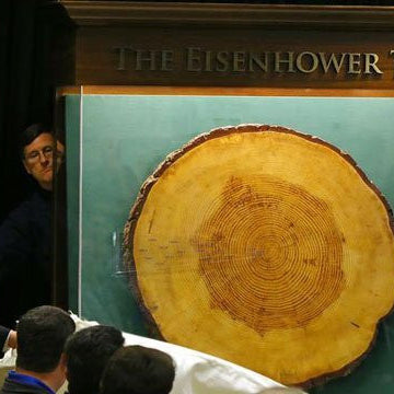 Famous “Eisenhower Tree” on Display at the Eisenhower Presidential Library