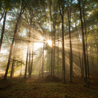 Trees Can Serve as a Compass