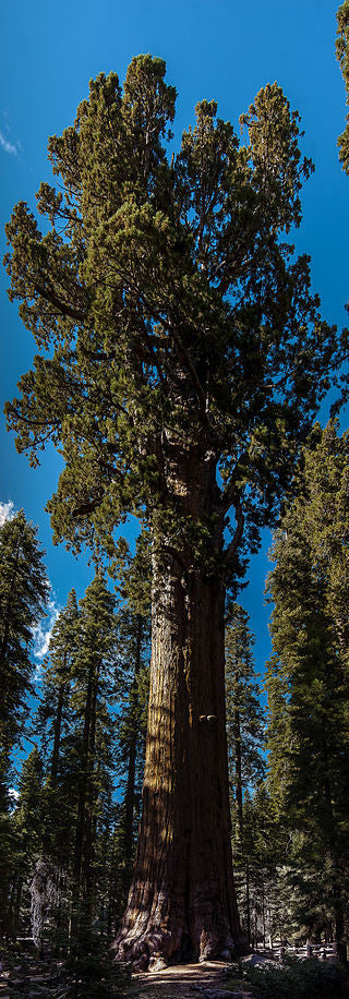The Largest Living Tree:  The General Sherman Giant Sequoia